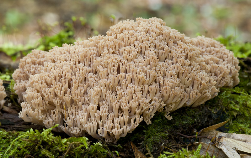 Artomyces pyxidatus